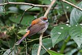 Rufous Fantail